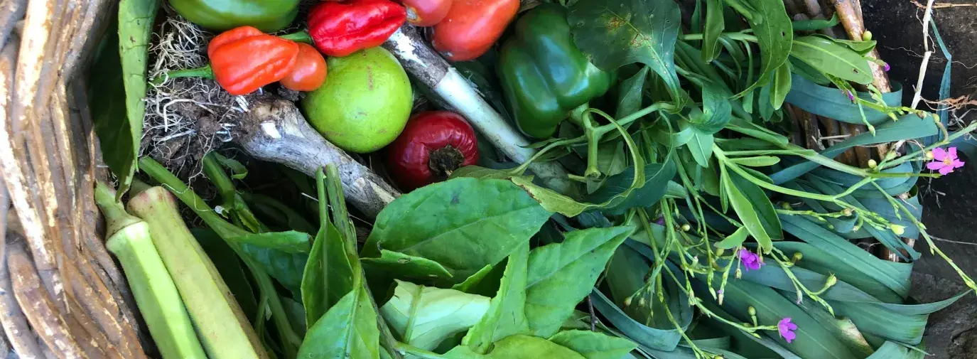 basket of fresh picked herbs and vegetables, showing what to grow in climate victory garden