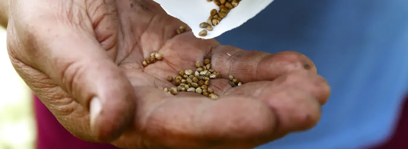 hand holding seeds for seed saving in your climate victory garden