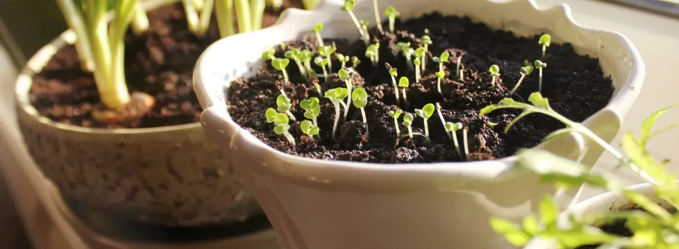 windowsill with herbs growing in white pots, growing food indoors