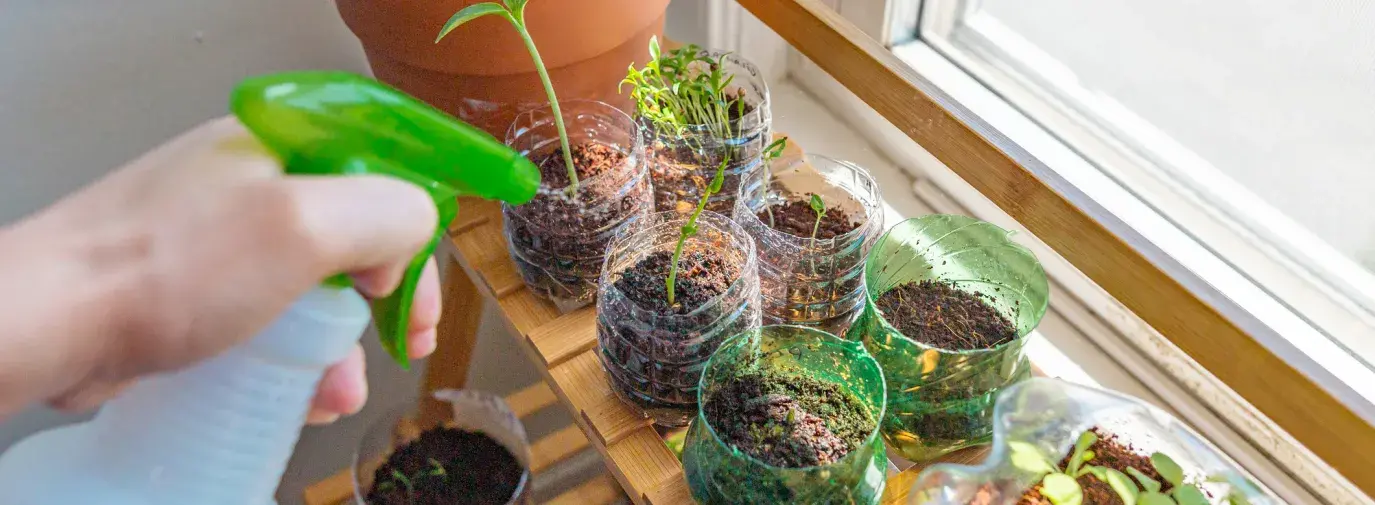 spraying seedlings grown in repurposed plastic bottles to show how and when to start a Climate Victory Garden