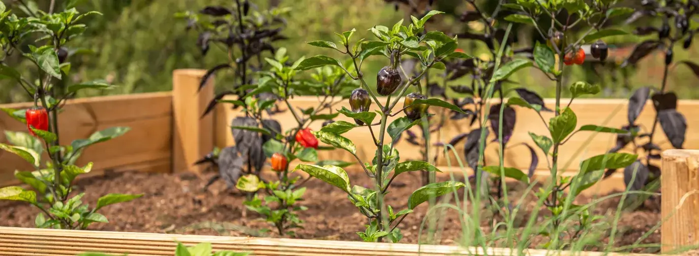 raised garden beds made out of wood showing colorful peppers