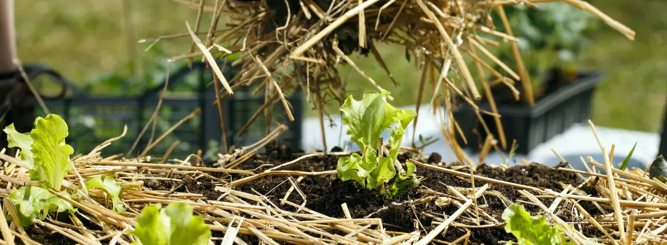gloved hands adding straw to garden bed of lettuce, types of mulch for your climate victory garden