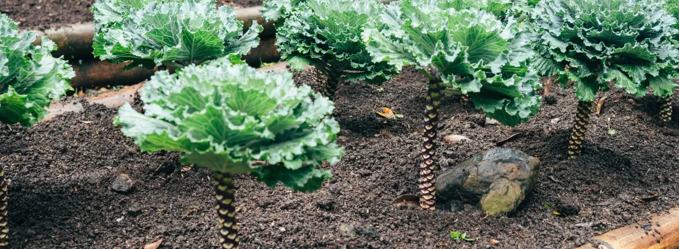 perennial kale plants growing tall during a second season in the climate victory garden