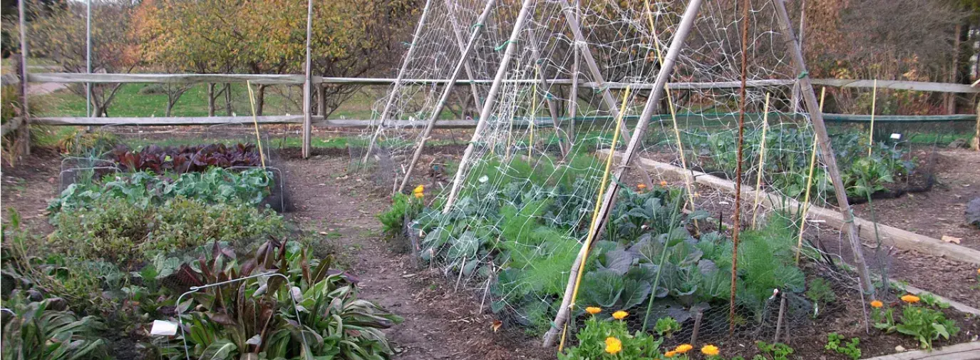 Climate Victory Garden with raised beds and trellis to show garden size and layout