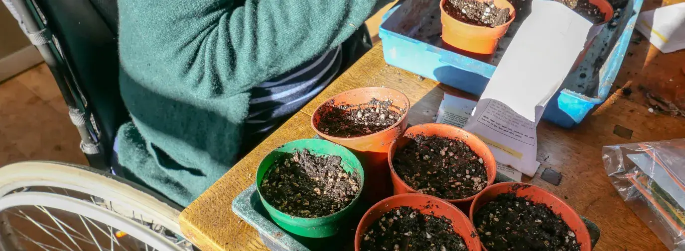 woman planting seeds in pots filled with dirt on a table, choosing seeds vs transplants for her climate victory garden