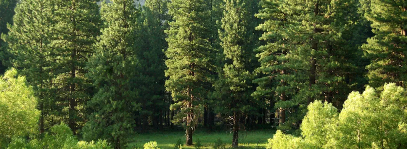 A grove of pine trees, like Trees for a Change: Photo by Matt Artz on Unsplash
