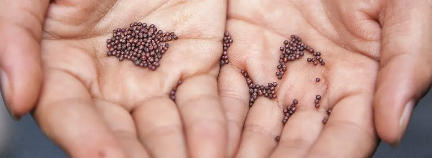 hands holding seeds