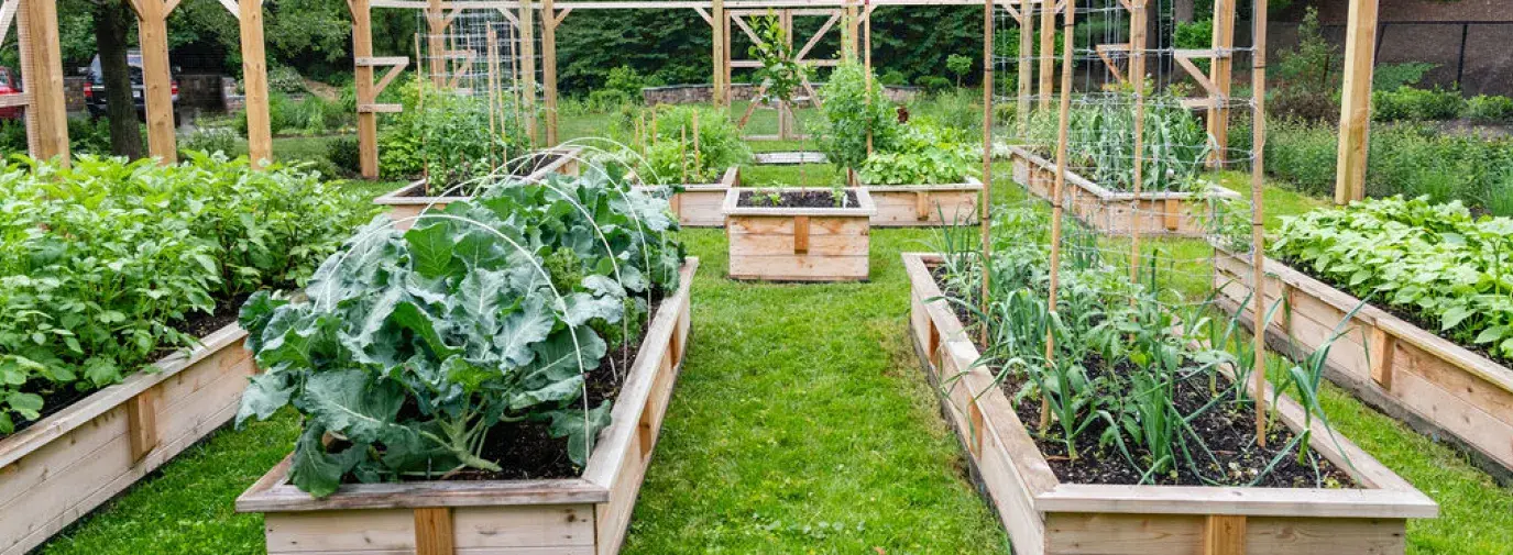 Love and Carrots Garden