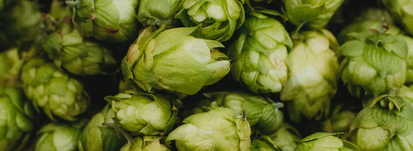 A plethora of green hops, like those Knob View Hops grow, photo taken by Markus Spiske