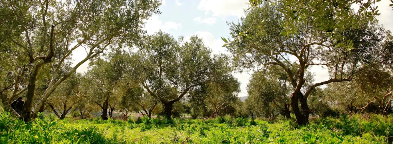 A grove of olive trees in Palestine; these olive trees are vital to the work of Canaan Palestine.