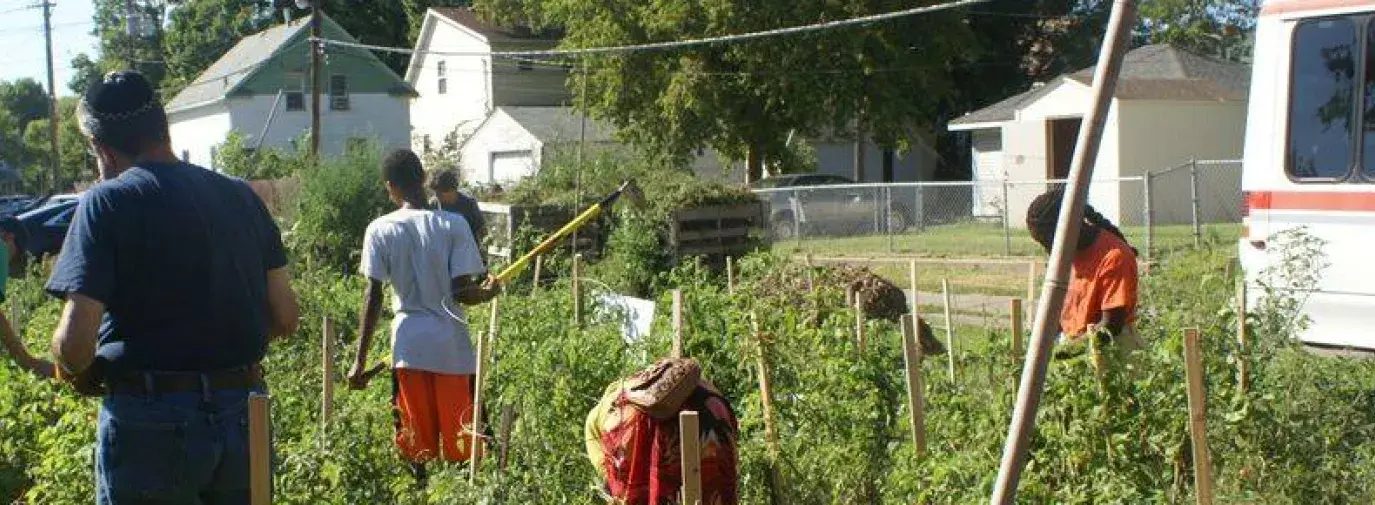 Community members come together to garden in a lush green vegetable patch.