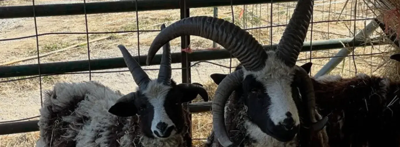 Two horned goats from Three Flock Farm