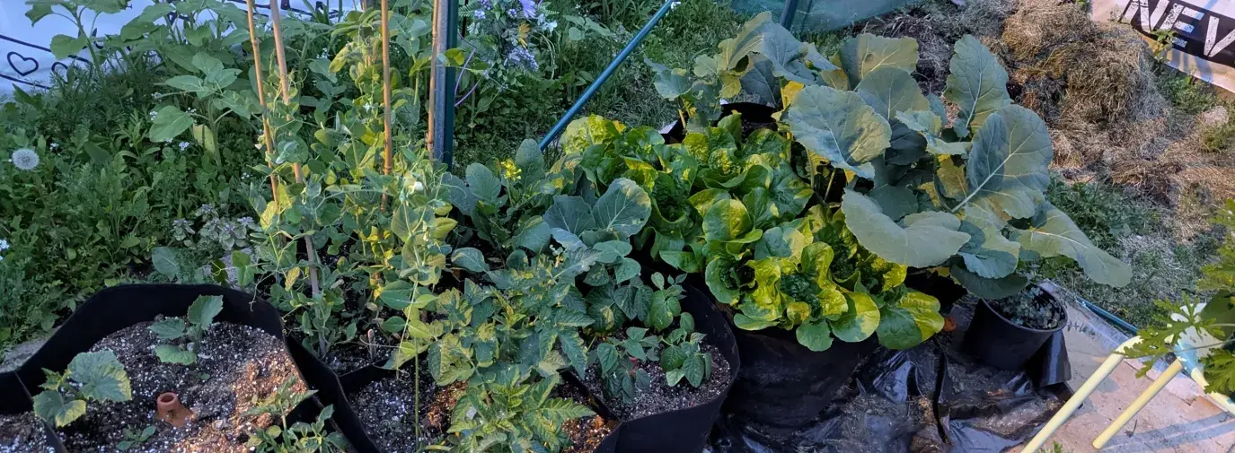 image shows lots of green plants growing in cloth grow bags