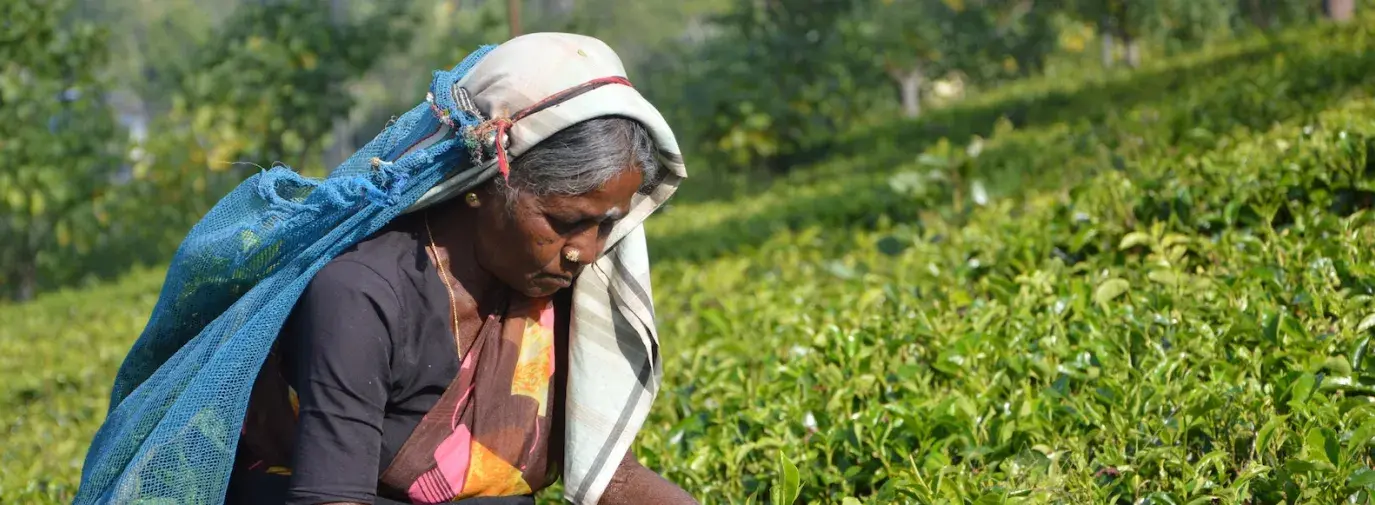 Tea picking