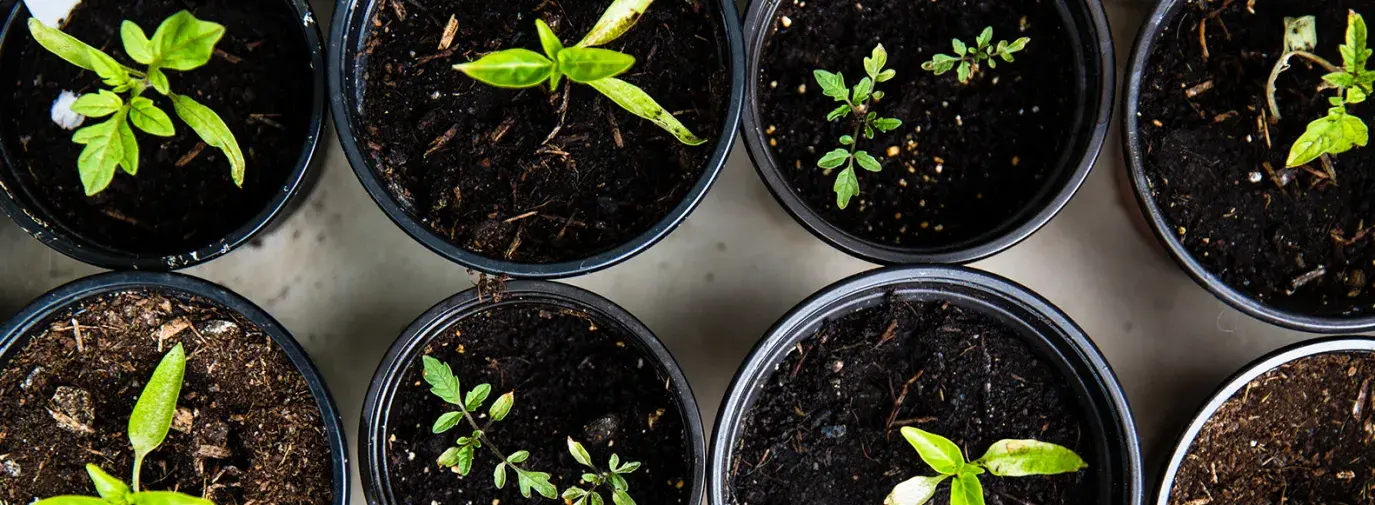 pots of dirt with seedlings