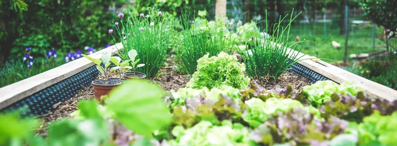 Image: lush raised bed garden. Topic: Climate Victory Gardening 101