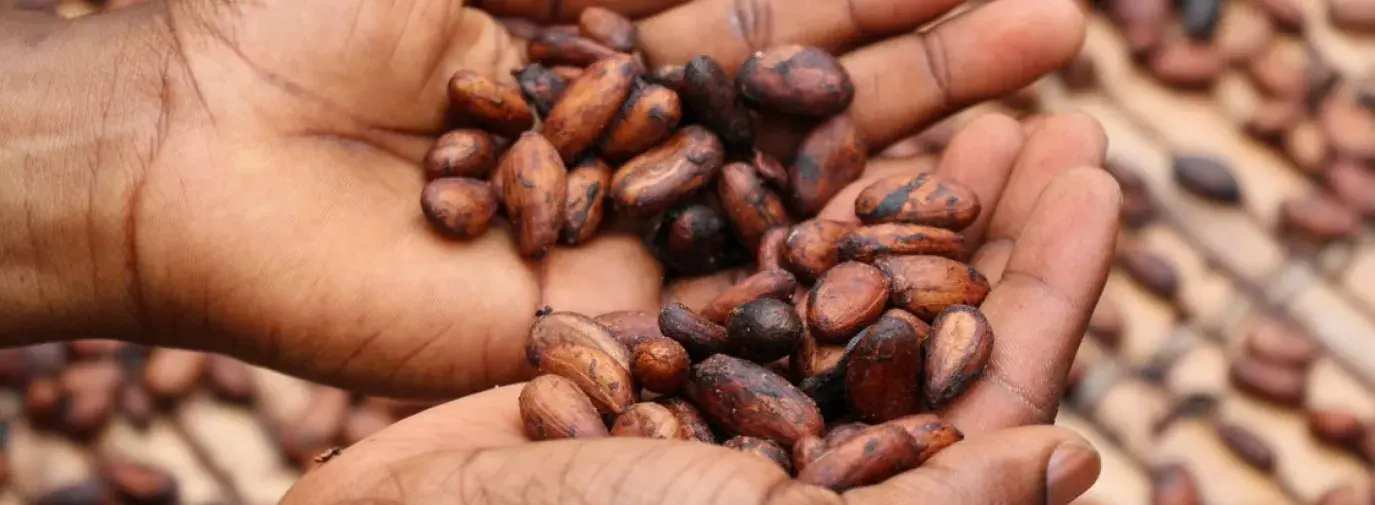 Image: hands holding cocoa beans. Title: Chocolate Retailer Scorecard