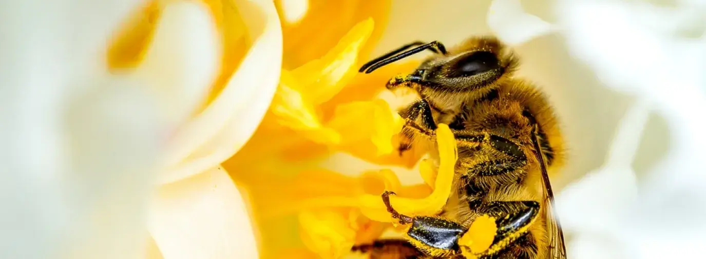 A bee pollinating a yellow flower