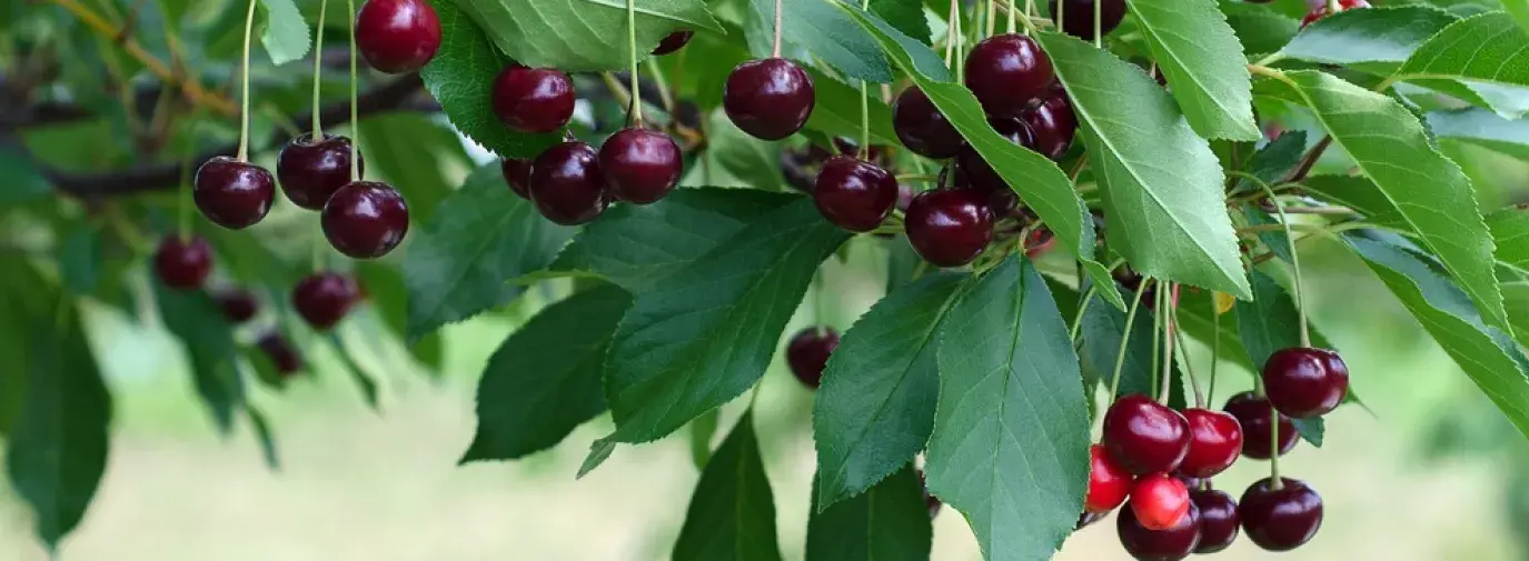 Ripe red cherries dangle from their branch