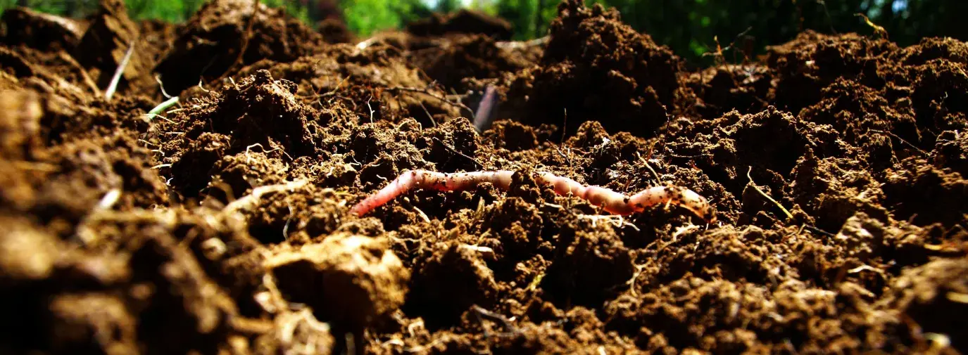 close up of rich climate victory garden soil with an earth worm