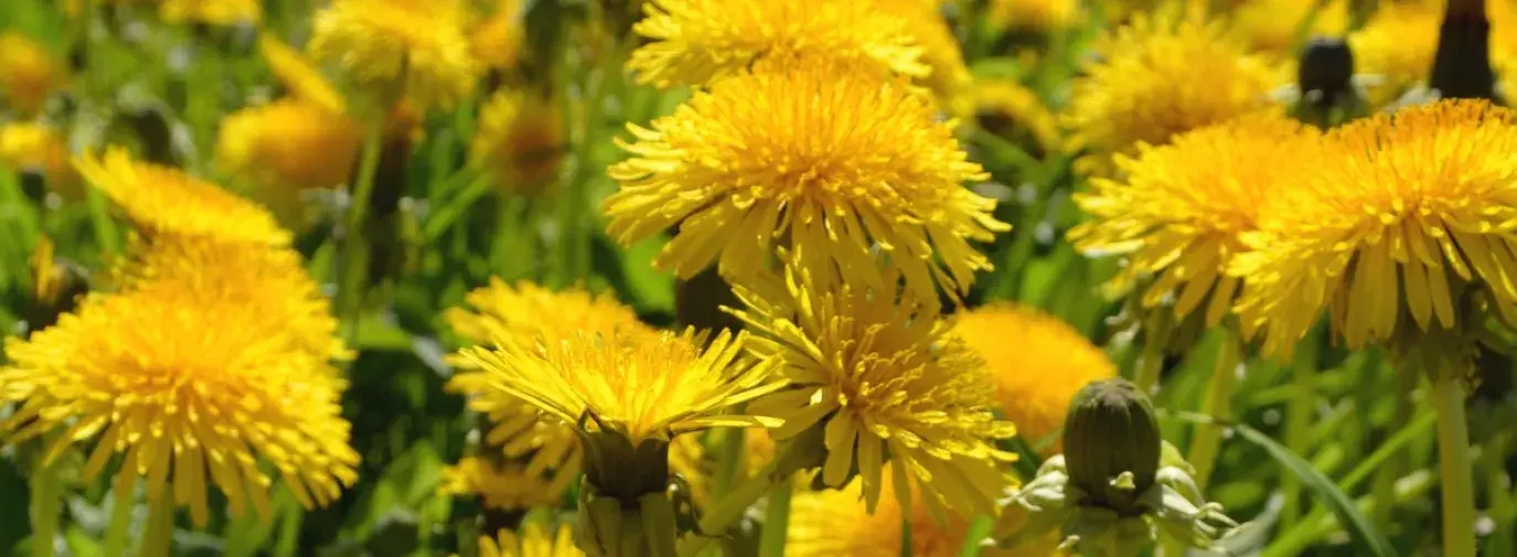Image: field of dandelion. Title: Edible Weeds: Hidden Gems in Your Garden