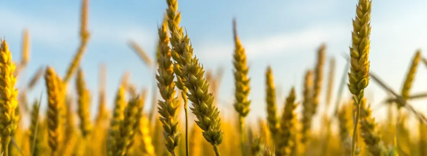 Midwest Grains Banner