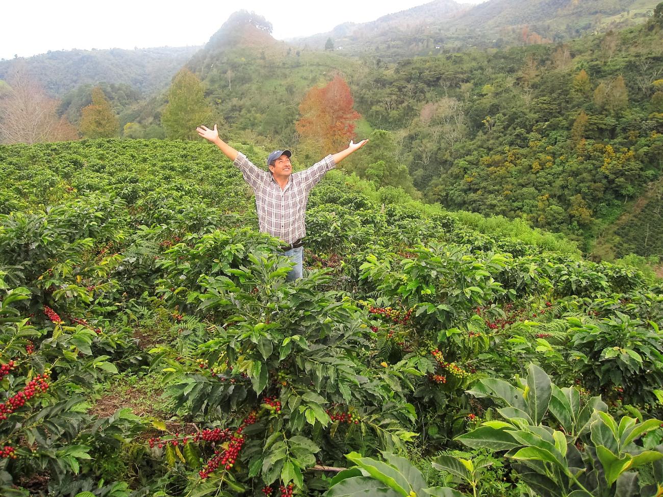 A Latino man stands in a coffee farm, wearing a plaid shirt with his arms lifted up in the air triumphantly. latino/a-owned