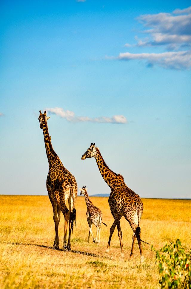 Three giraffes on the savannah. Sustainable summer.