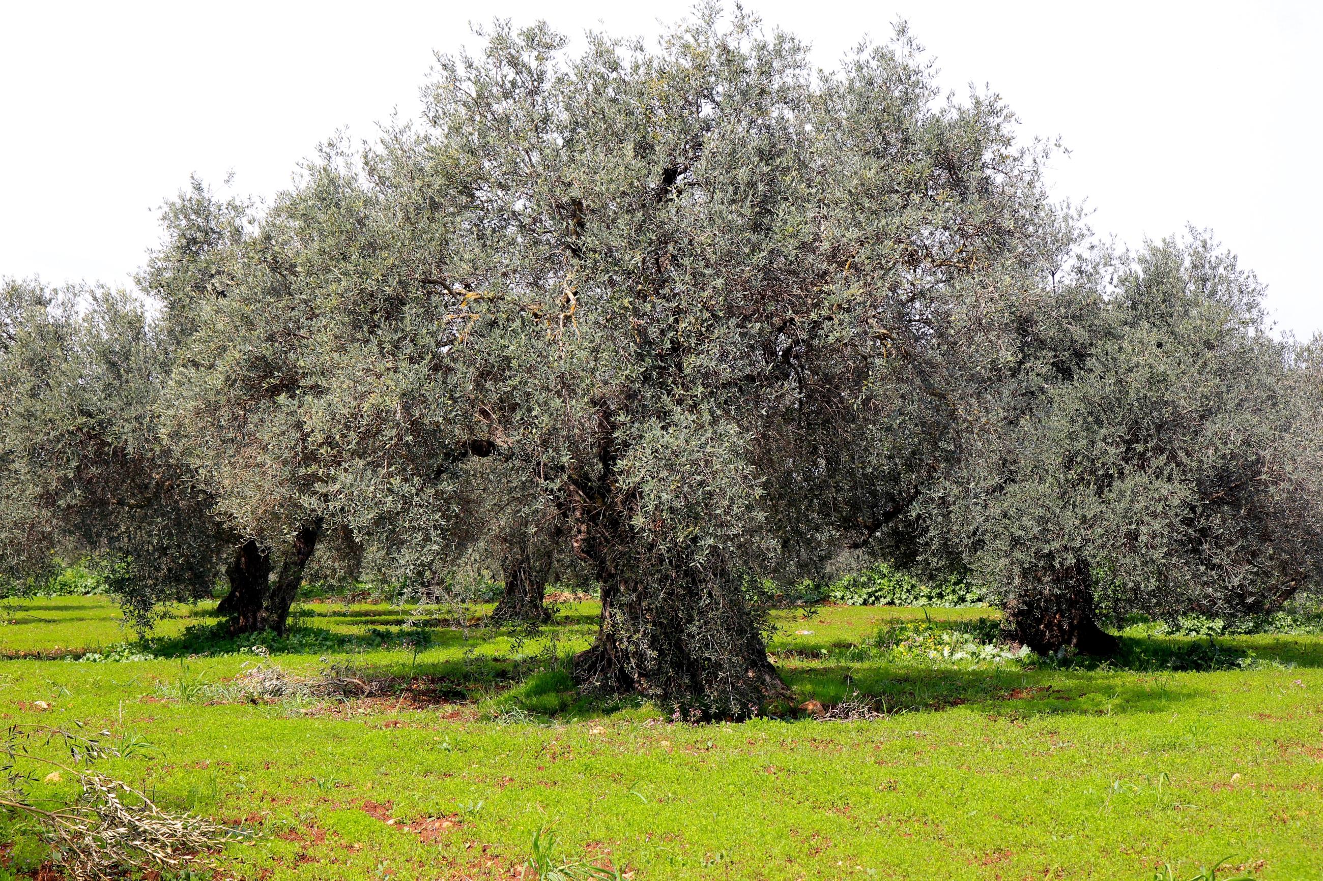  A beautiful, massive olive tree in Palestine, centered in the frame with more olive trees behind it. The grass beneath the trees is a bright green.