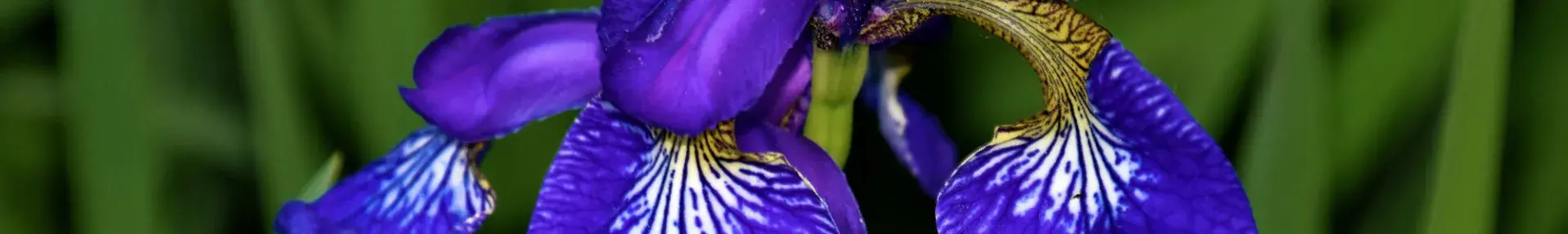 blue orchid jeffrey-eisen