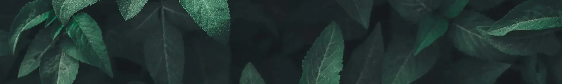 Thank you for signing up!