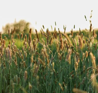 Image: wheat field. Regenerative agriculture.