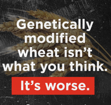 GMO Wheat