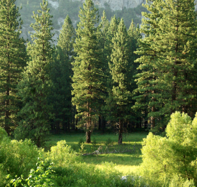 A grove of pine trees, like Trees for a Change: Photo by Matt Artz on Unsplash