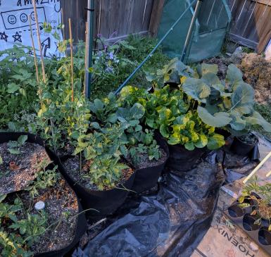 image shows lots of green plants growing in cloth grow bags