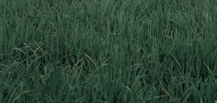 The Pesticide Problem