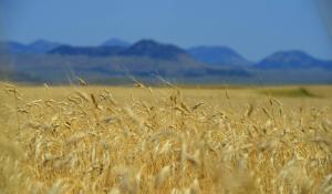 Image: field of wheat with mountains in background. Topic: What's Wrong with Modern Wheat 