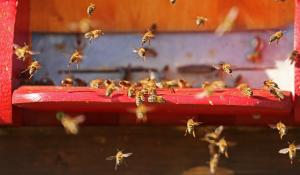Gardeners May Be Unknowingly Harming Bees