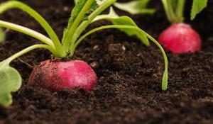 Image: radish in the soil. Topic: Regenerative Agriculture 101
