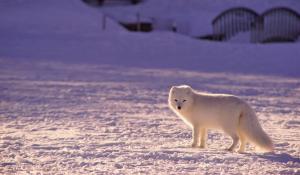arctic fox standing in the snowy landscape looking at the camera