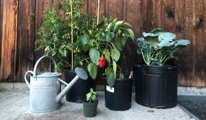 plants growing in plastic pots on a patio