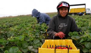 farm worker with strawberries