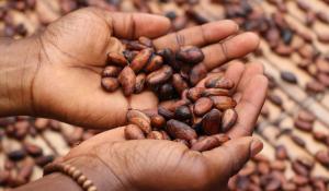 hands holding cocoa beans