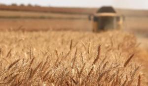 Wheat field. Regenerative agriculture.
