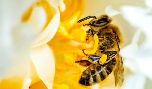 A bee pollinating a yellow flower