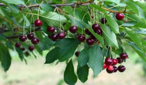 Ripe red cherries dangle from their branch