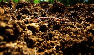 Image: close up of rich soil with an earth worm. Title: Climate Victory Gardening: How Does It Work?