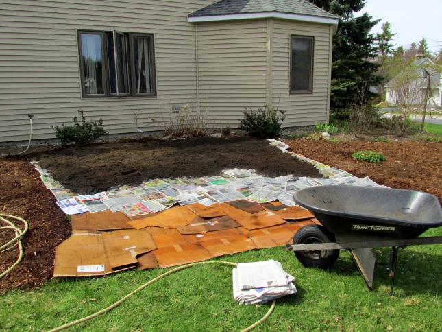 lawn being transformed into a climate victory garden with layers of cardboard and newspaper