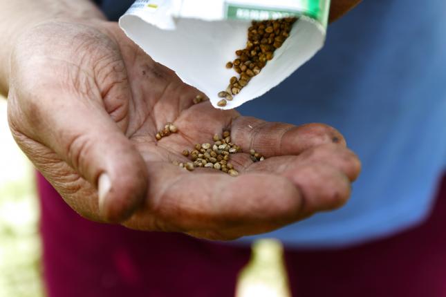 hand holding seeds for seed saving in your climate victory garden