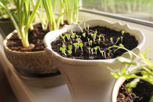 windowsill with herbs growing in white pots, growing food indoors